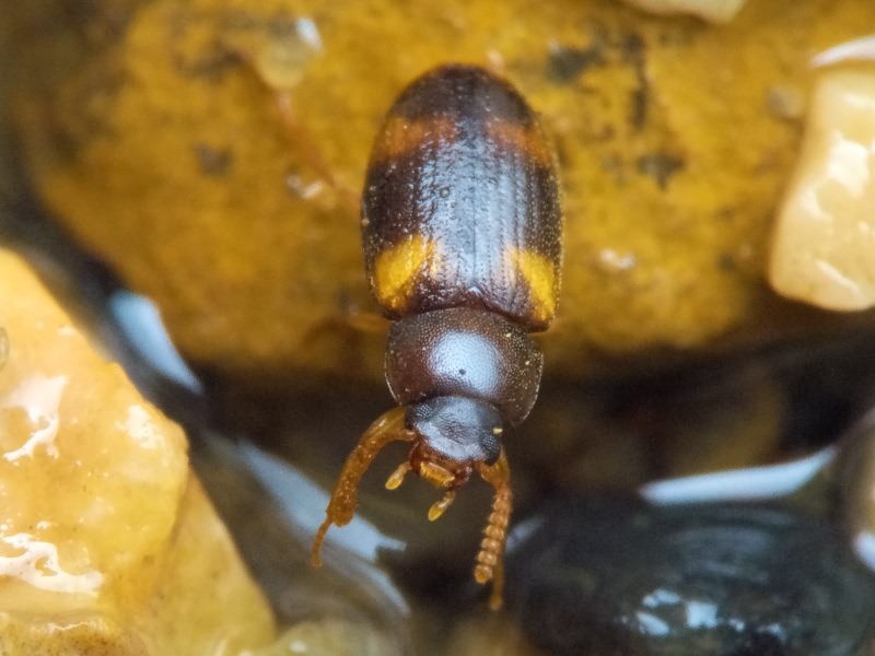 Alphitophagus bifasciatus (Say, 1823)